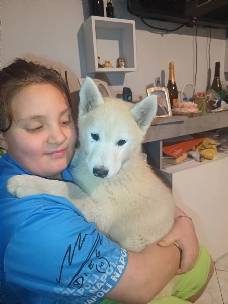 Cucciola di Siberian husky senza pedigree | Foto 3