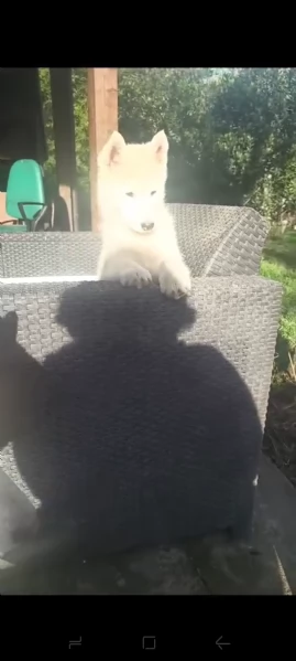 Cucciola di Siberian husky senza pedigree | Foto 2