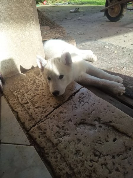 Cucciola di Siberian husky senza pedigree | Foto 1