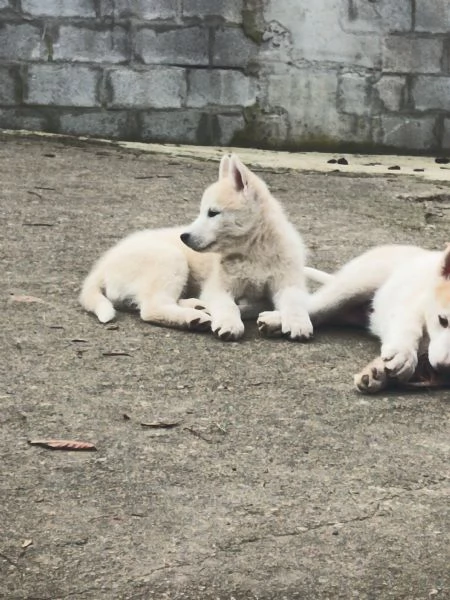 Ultima cucciola di husky bianco-beige senza pdg | Foto 1