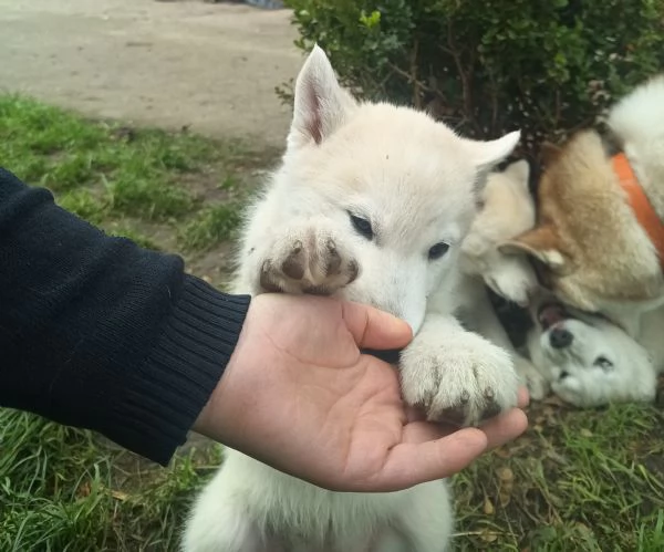 Ultima cucciola di husky bianco-beige senza pdg | Foto 0