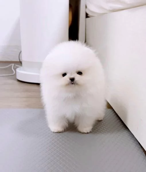 Cuccioli di Pomerania toy | Foto 0