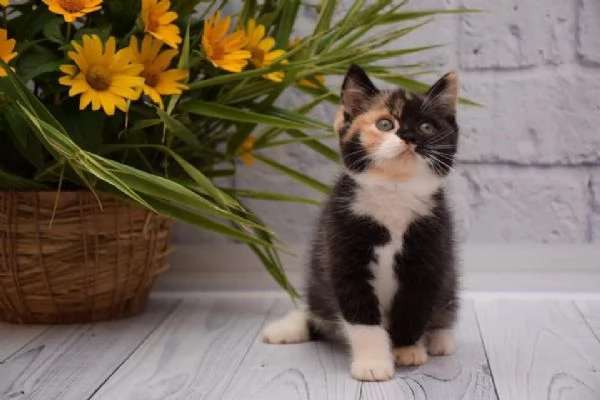  5 Gattini persiani  | Foto 1