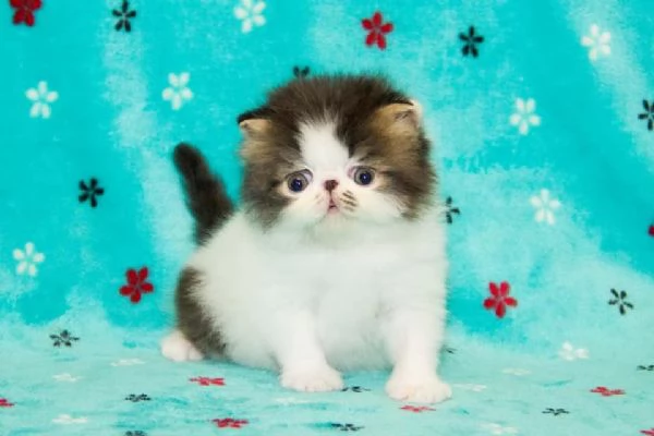  5 Gattini persiani  | Foto 0