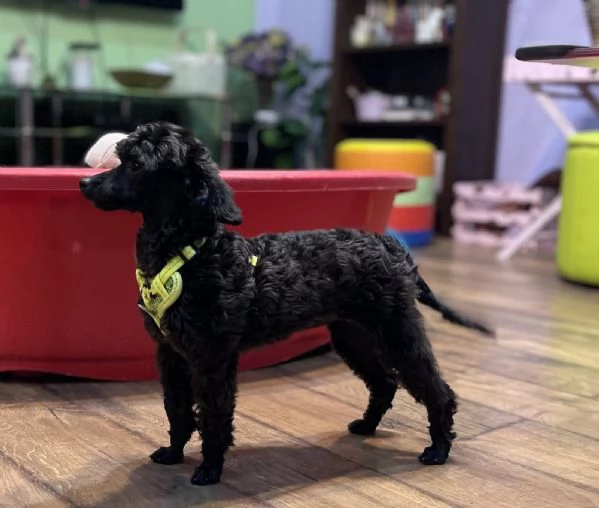 Cuccioli barboncino toy | Foto 4