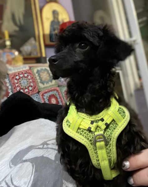 Cuccioli barboncino toy | Foto 3