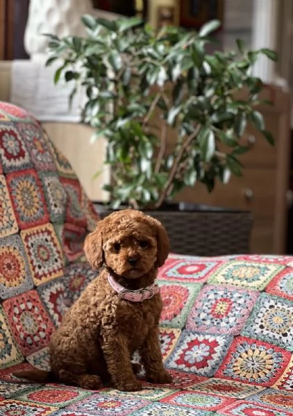 Cuccioli barboncino toy | Foto 2