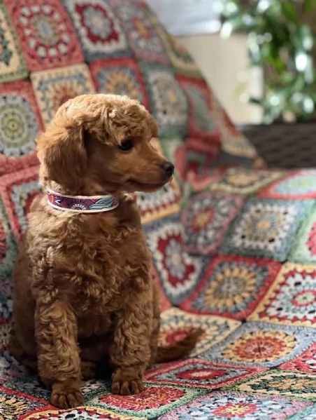 Cuccioli barboncino toy | Foto 1