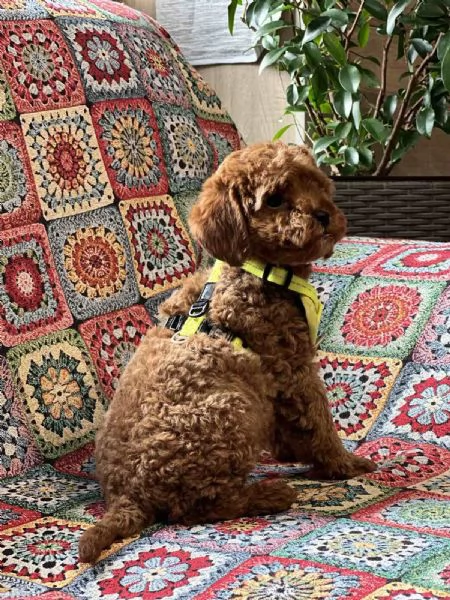 Cuccioli barboncino toy | Foto 0