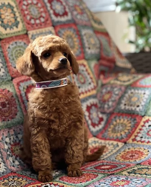 Cuccioli barboncino toy