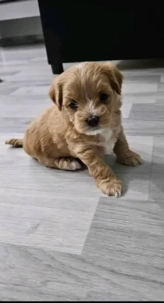 Cuccioli di barboncino da tè disponibili per la vendita, sia maschi che femmine.