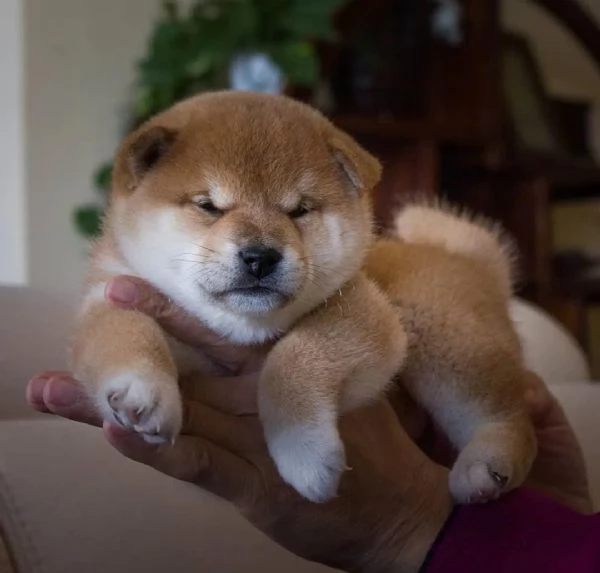 Meravigliosi cuccioli di shiba Inu con pedrigree Enci 