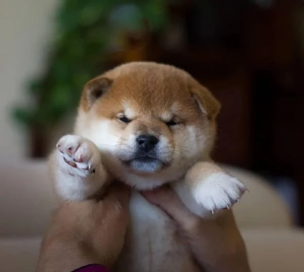 Meravigliosi cuccioli di shiba Inu con pedrigree Enci  | Foto 0