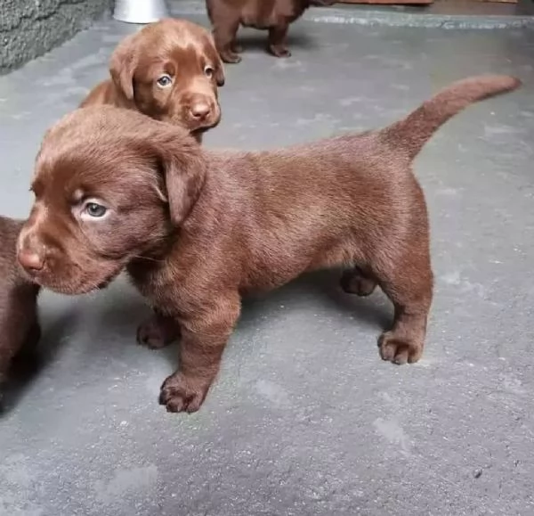 Vendita cucciolo Cuccioli di Labrador Retriever Gialli | Foto 0