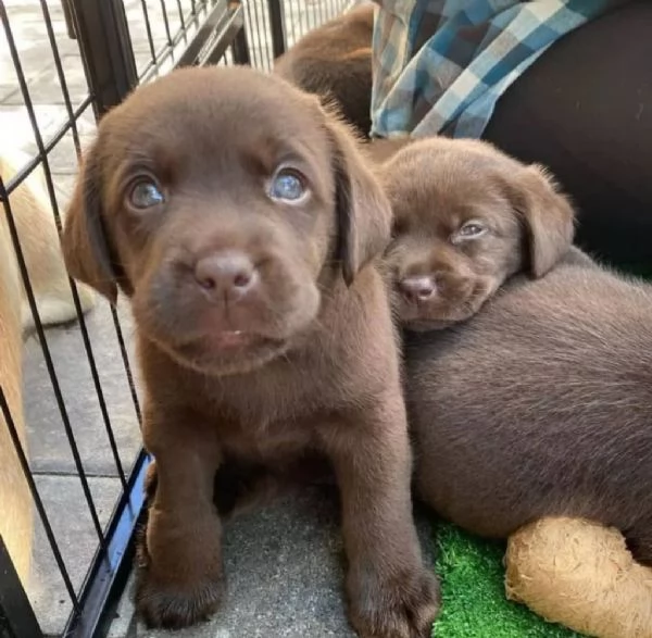 Vendita cucciolo Cuccioli di Labrador Retriever Gialli