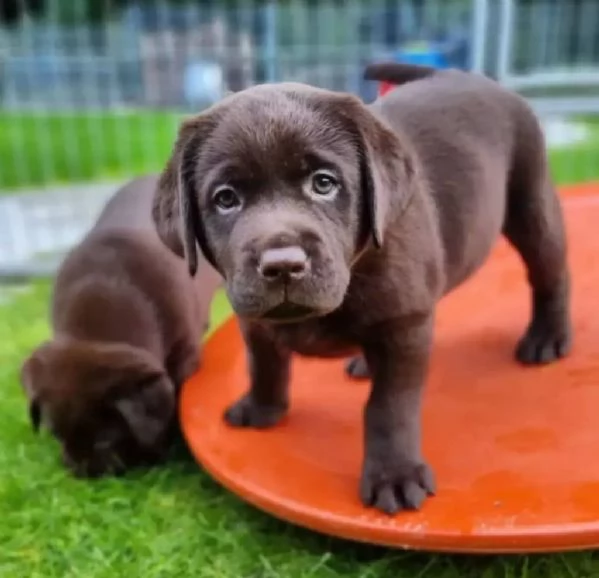 Labrador puppy for sale