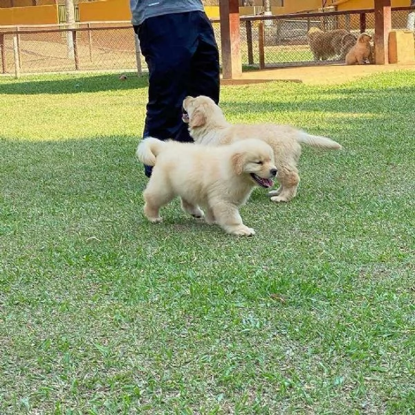 Vendita cuccioli di Golden Retriever