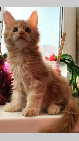 Cucciola di razza Maine Coon!!! | Foto 0