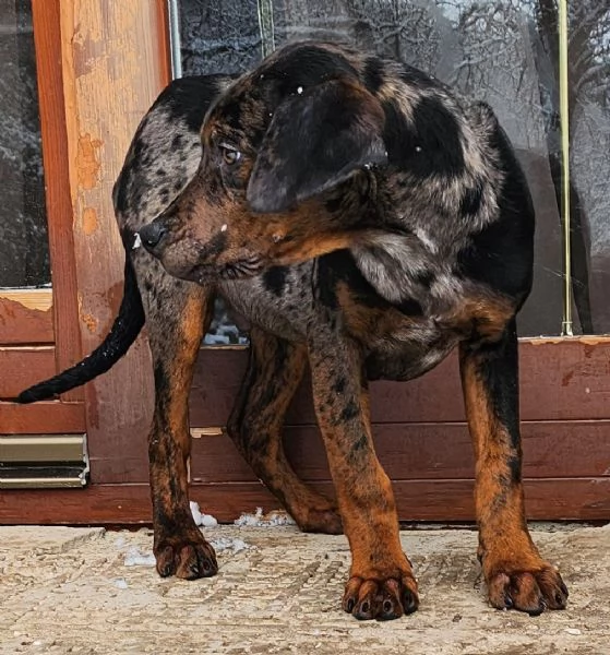 Louisiana Leopard dog , Catahoula  | Foto 14