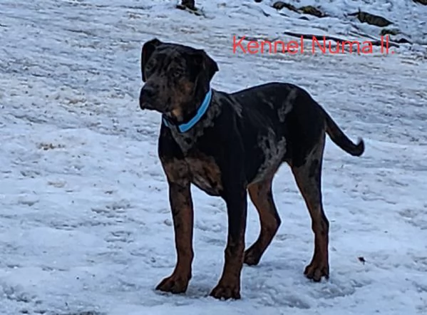 Louisiana Leopard dog , Catahoula  | Foto 13
