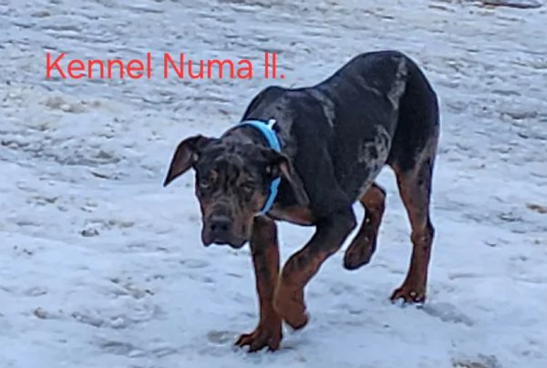 Louisiana Leopard dog , Catahoula  | Foto 12