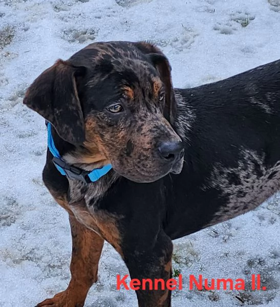 Louisiana Leopard dog , Catahoula  | Foto 11