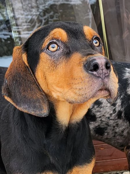 Louisiana Leopard dog , Catahoula  | Foto 10