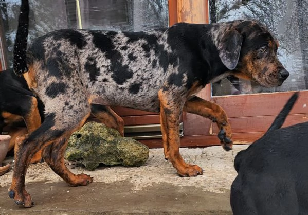 Louisiana Leopard dog , Catahoula  | Foto 9