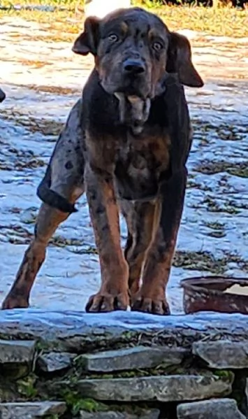 Louisiana Leopard dog , Catahoula  | Foto 8