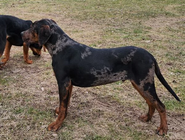 Louisiana Leopard dog , Catahoula 
