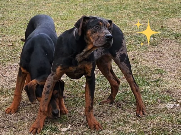 Louisiana Leopard dog , Catahoula  | Foto 7