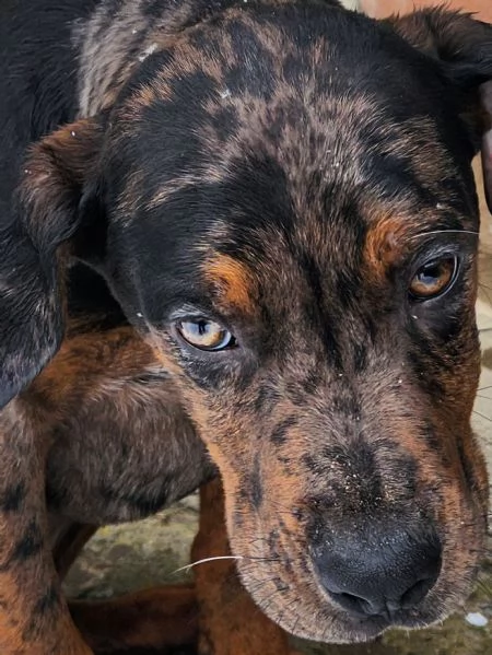 Louisiana Leopard dog , Catahoula  | Foto 6