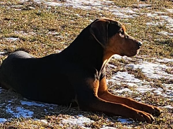 Louisiana Leopard dog , Catahoula  | Foto 5