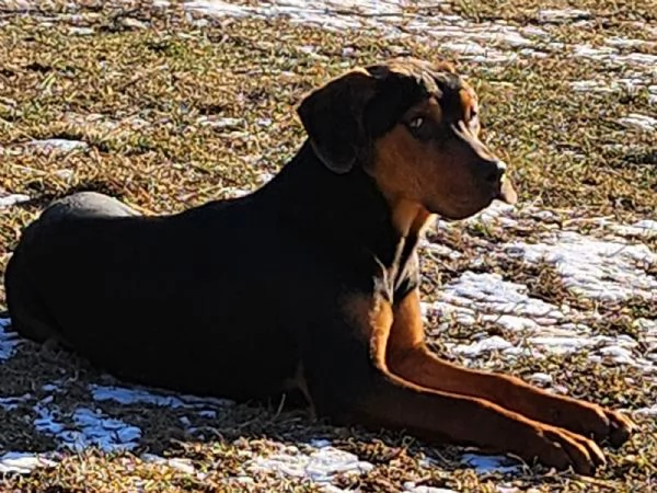 Louisiana Leopard dog , Catahoula  | Foto 3