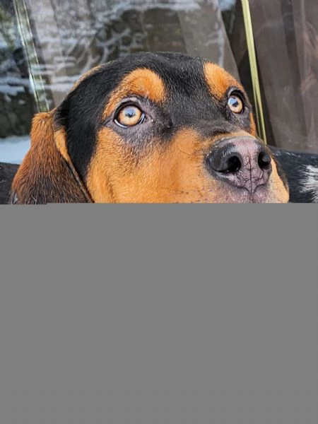 Louisiana Leopard dog , Catahoula  | Foto 2