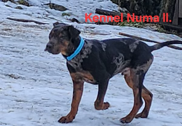 Louisiana Leopard dog , Catahoula  | Foto 1