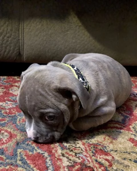 CUCCIOLATA DI AMERICAN BULLY  | Foto 2
