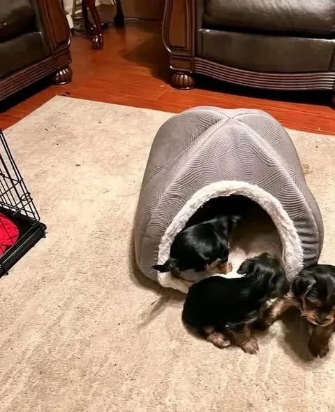 Disponibili cuccioli di yorkie  | Foto 0