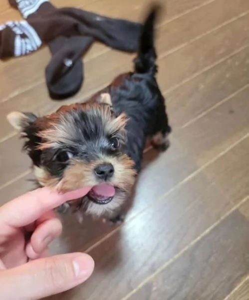 Disponibili cuccioli di yorkie