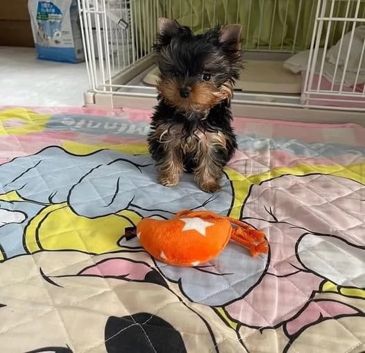 Disponibili cuccioli di yorkie | Foto 0