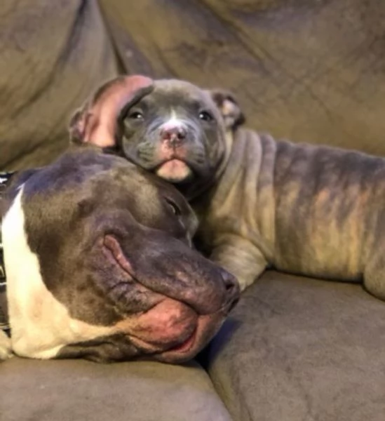 Disponibili cuccioli di pitbull  | Foto 2