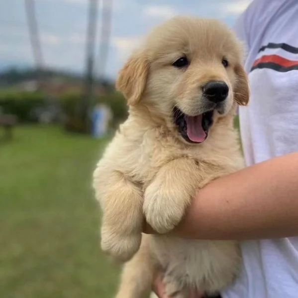 Cuccioli Golden Retriever