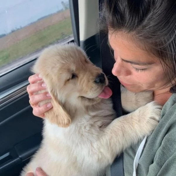 Cuccioli di golden retriever con pedigree.