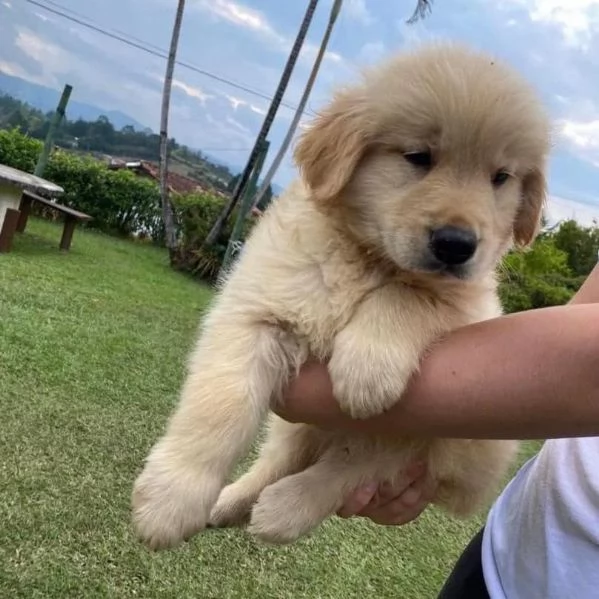 Golden retriver | Foto 0