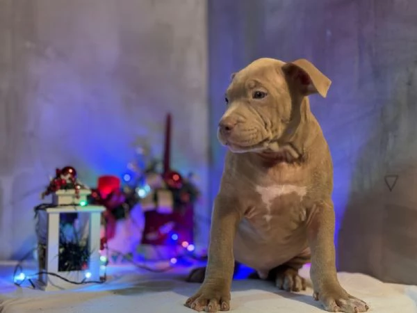 Cuccioli di American Bully | Foto 6