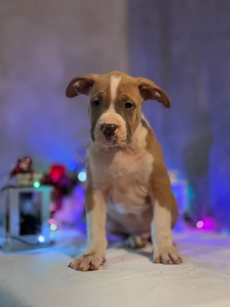 Cuccioli di American Bully | Foto 5