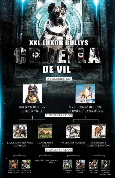 Cuccioli di American Bully | Foto 4