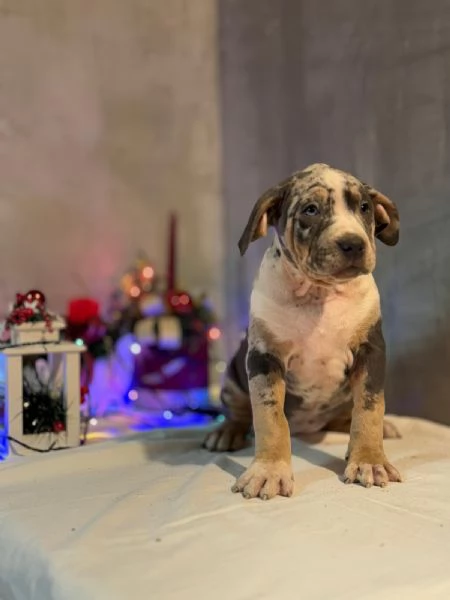 Cuccioli di American Bully | Foto 3