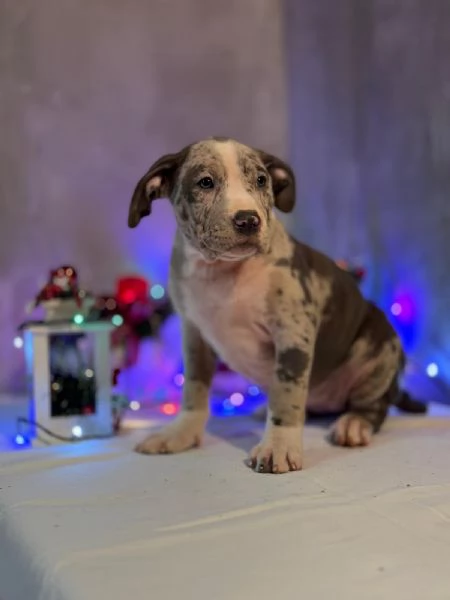 Cuccioli di American Bully