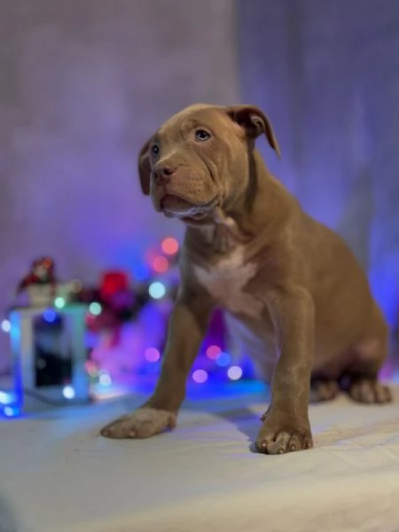 Cuccioli di American Bully | Foto 2